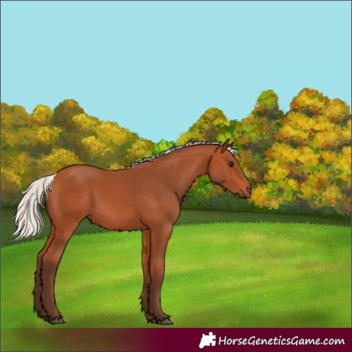 Horse Color:Silver Bay 