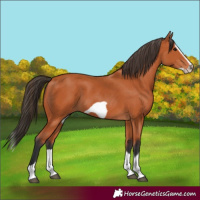 Horse Color:Bay Splash Frame