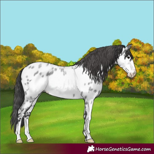 Horse Color:Blue Roan Frame Appaloosa 