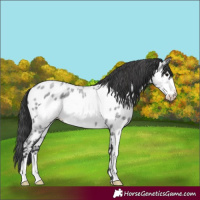 Horse Color:Blue Roan Frame Appaloosa