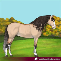 Horse Color:Bay Dun Splash