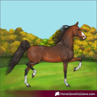 Horse Color:Bay 