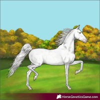 Horse Color:Silver Amber Champagne Roan Dun Splash Tobiano Frame Appaloosa Rabicano