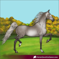 Horse Color:Gray Silver Grullo