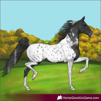 Horse Color:Black Tobiano Near Leopard 
