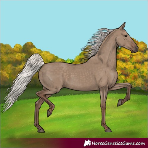 Horse Color:Silver Grullo 