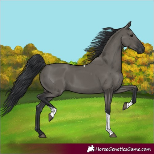 Horse Color:Grullo Tobiano 