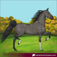 Horse Color:Grullo Tobiano 