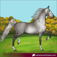 Horse Color:Gray Silver Grullo Tobiano 