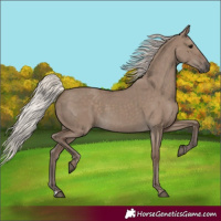 Horse Color:Silver Grullo 
