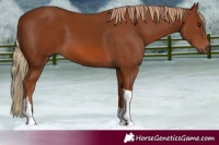 Horse Color:Chestnut Tobiano 