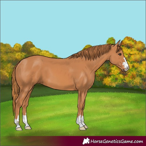 Horse Color:Chestnut 