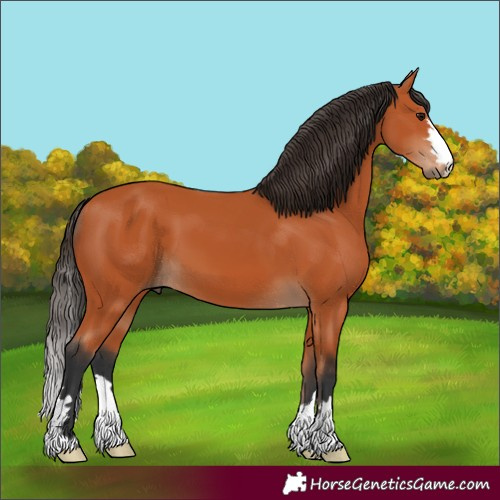 Horse Color:Bay 