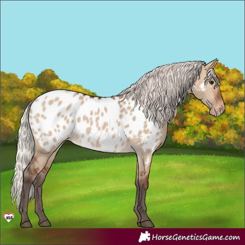 Horse Color:Silver Brown Dun Appaloosa