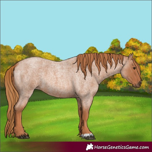 Horse Color:Red Roan 
