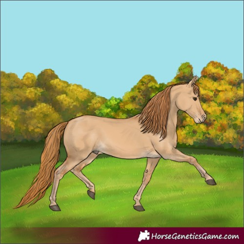 Horse Color:Red Dun 