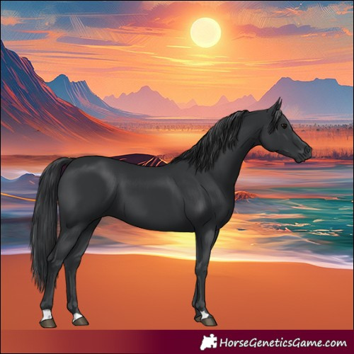 Horse Color:Black 