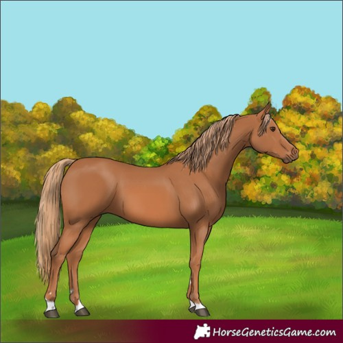 Horse Color:Chestnut 