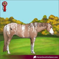 Horse Color:Powder White Black Pearl 