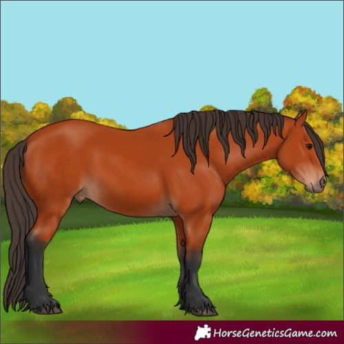 Horse Color:Bay 