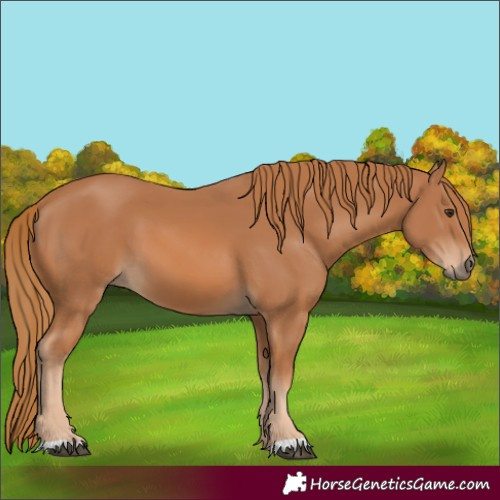 Horse Color:Chestnut 