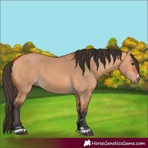 Horse Color:Bay Dun 