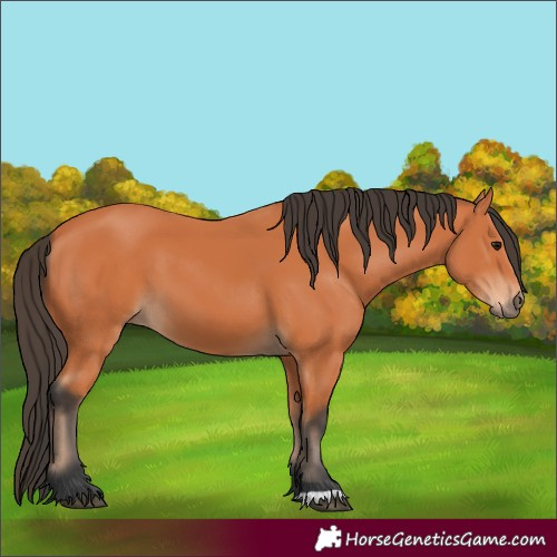 Horse Color:Bay 