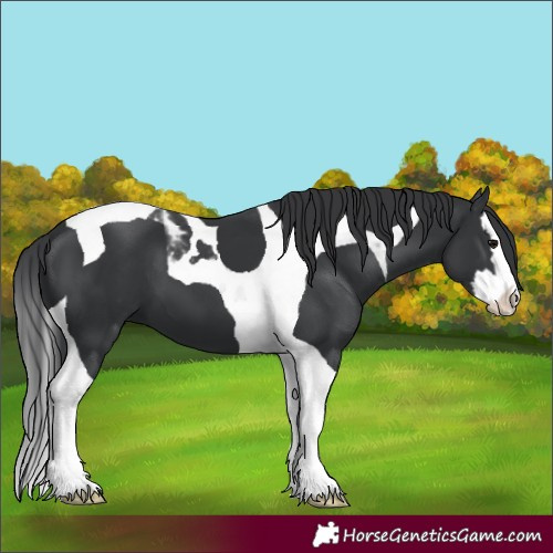 Horse Color:Black Splash Tobiano