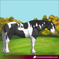 Horse Color:Black Splash Tobiano 