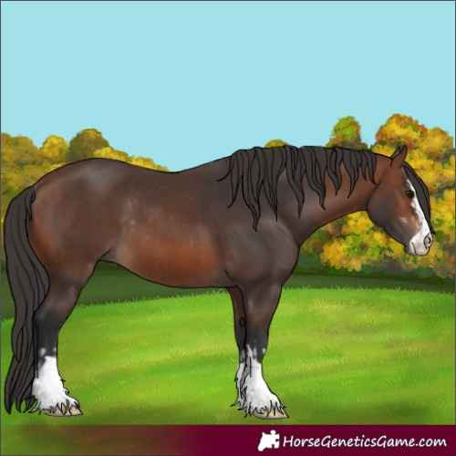 Horse Color:Brown Rabicano  and Brown Rabicano 
