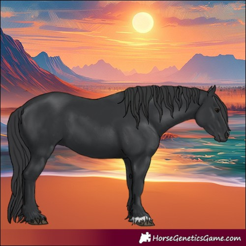 Horse Color:Black 