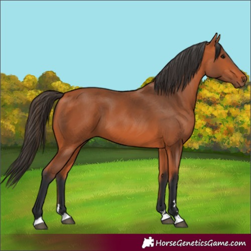 Horse Color:Bay 