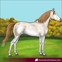 Horse Color:Red Dun Roan Splash Frame Rabicano