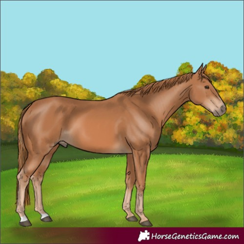 Horse Color:Chestnut 