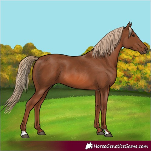 Horse Color:Chestnut 