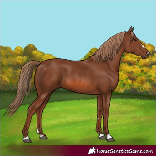 Horse Color:Chestnut 