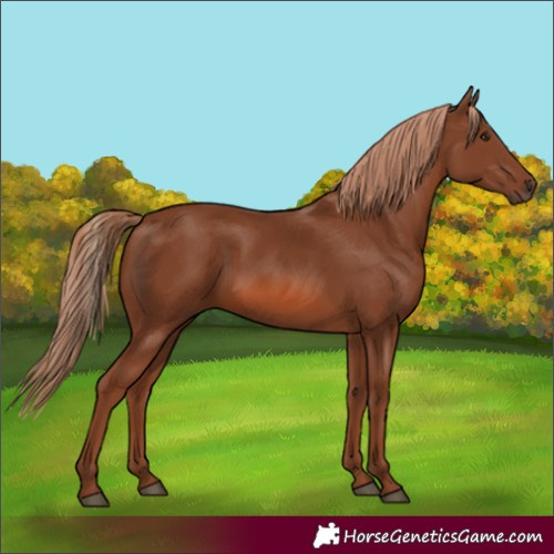 Horse Color:Chestnut 