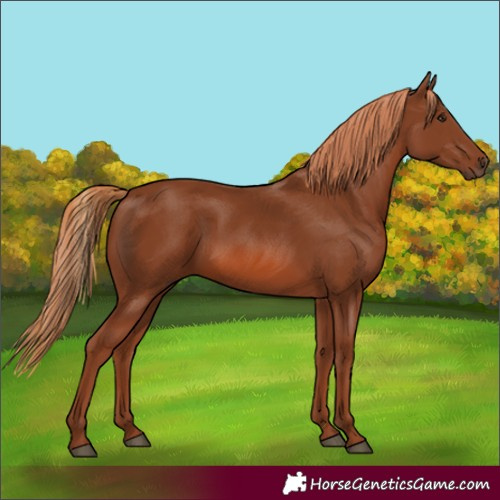 Horse Color:Chestnut 