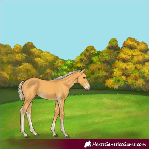 Horse Color:Palomino