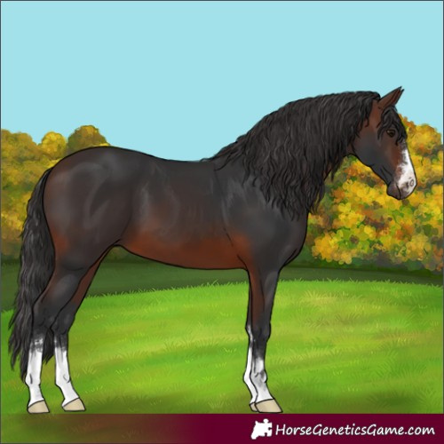 Horse Color:Brown 