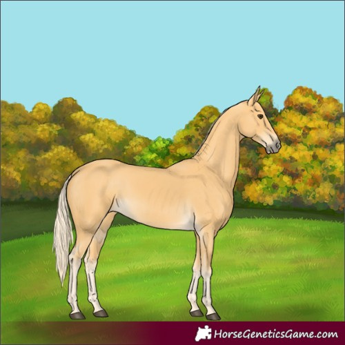Horse Color:Palomino 