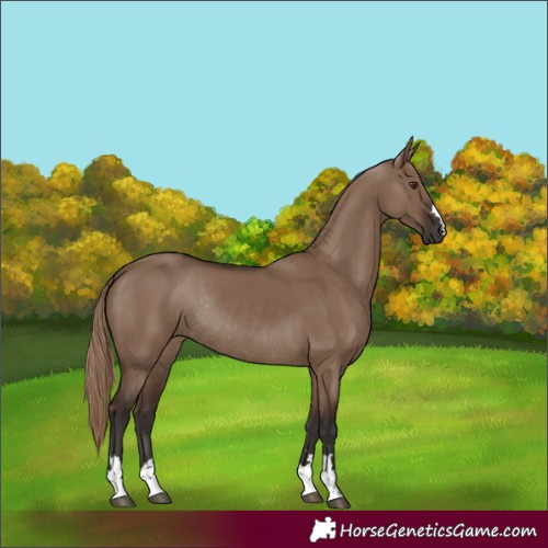 Horse Color:Liver Red Dun Rabicano 