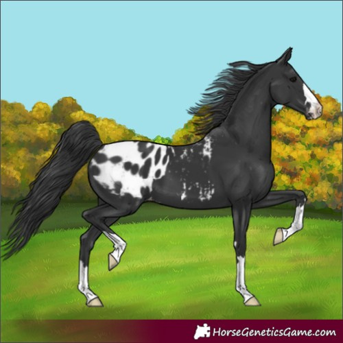 Horse Color:Black Appaloosa 