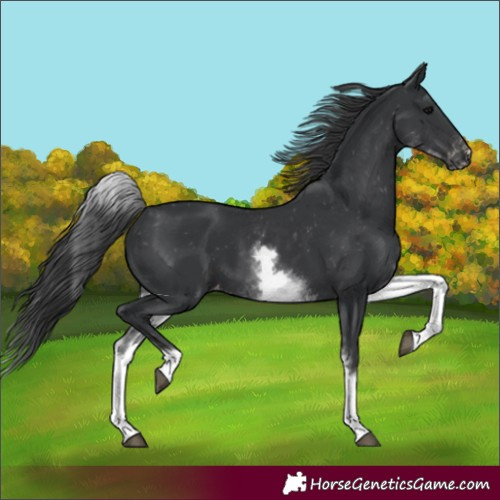 Horse Color:White Spotted Black Varnish Rabicano 