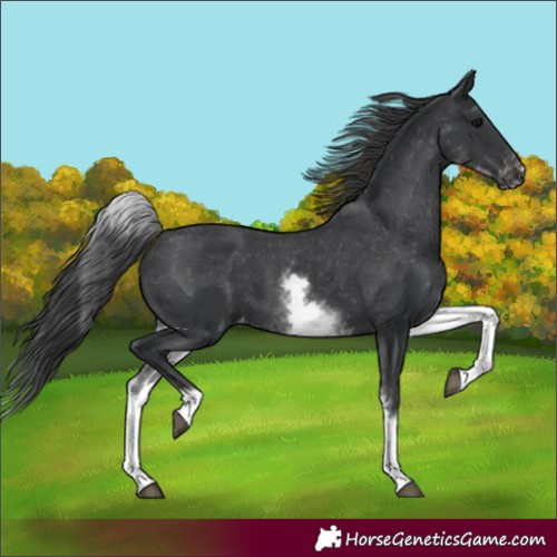 Horse Color:White Spotted Black Appaloosa Rabicano 