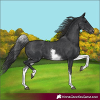 Horse Color:White Spotted Black Appaloosa Rabicano