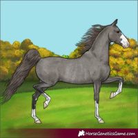 Horse Color:Grullo Varnish Rabicano