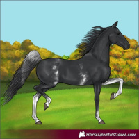 Horse Color:White Spotted Black