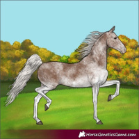 Horse Color:White Spotted Silver Black 