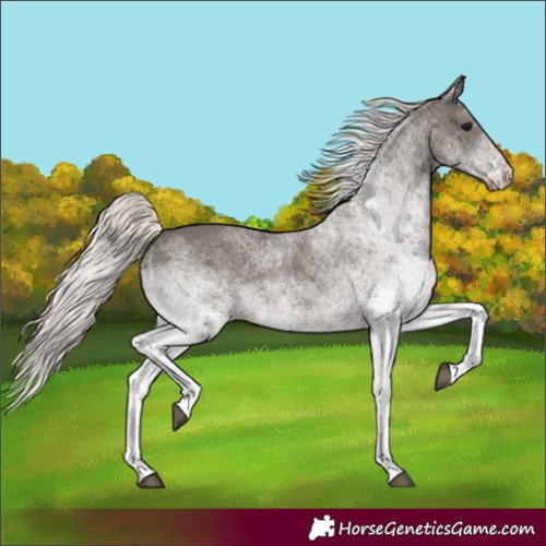 Horse Color:White Spotted Silver Black 